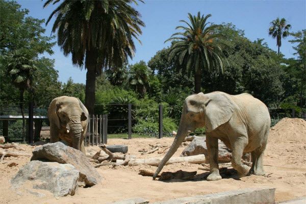 elephants zoo